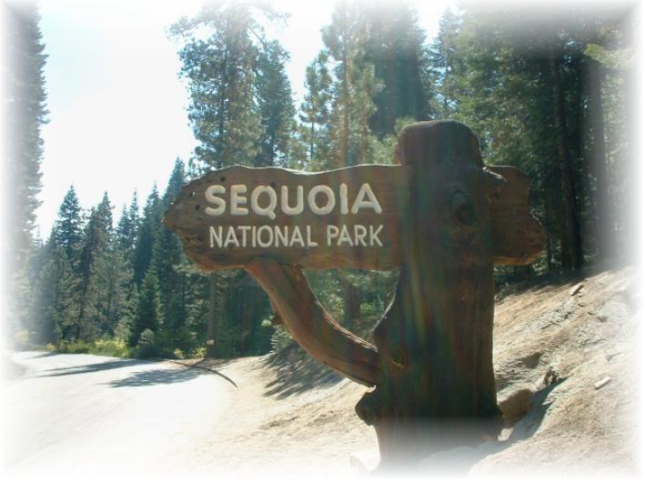 Sequoia enter